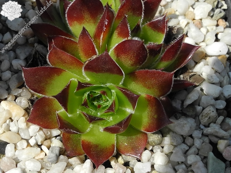 Nursery Van Delft / Jovi