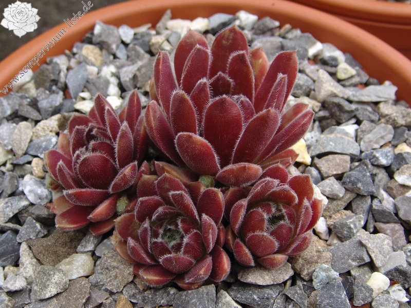 Niphetos