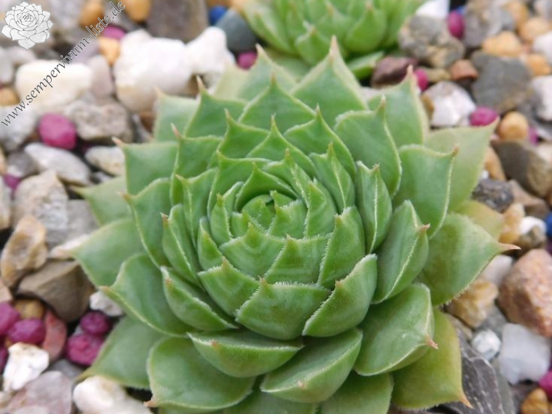 Haynaldii