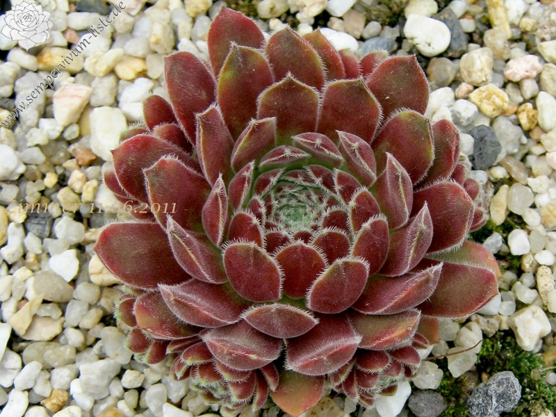 Niphetos