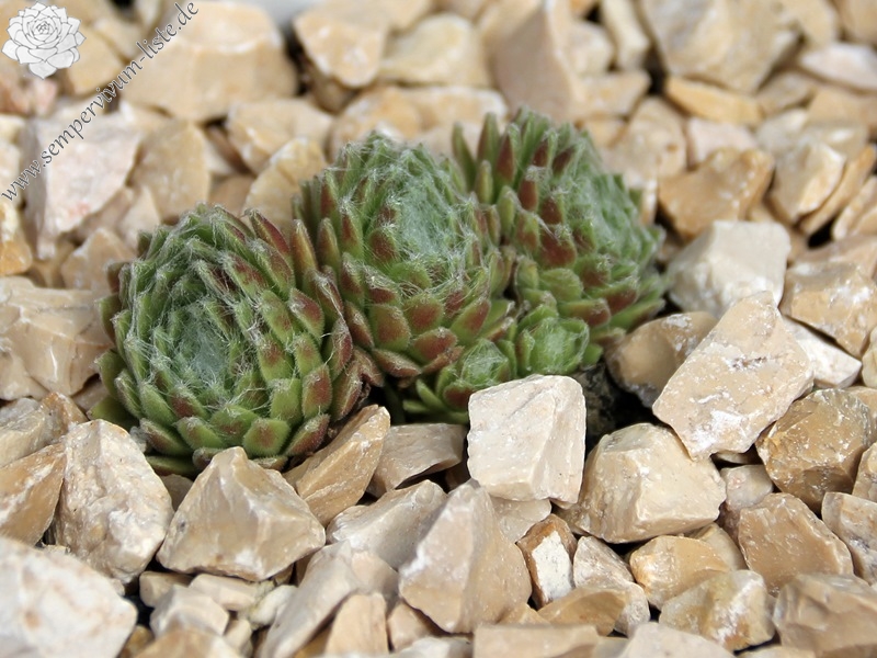 Havendijker Klausner