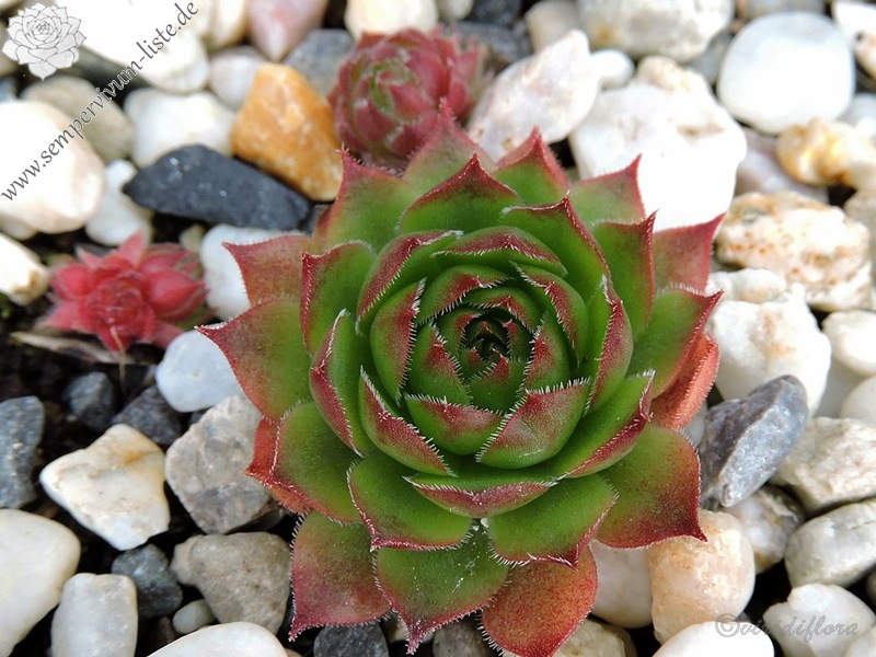 Havendijks Millenium