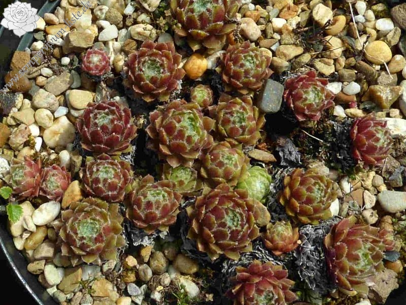 Haullauer's Seedling