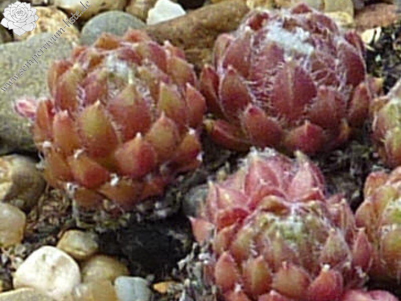 Havendijks Milky Way