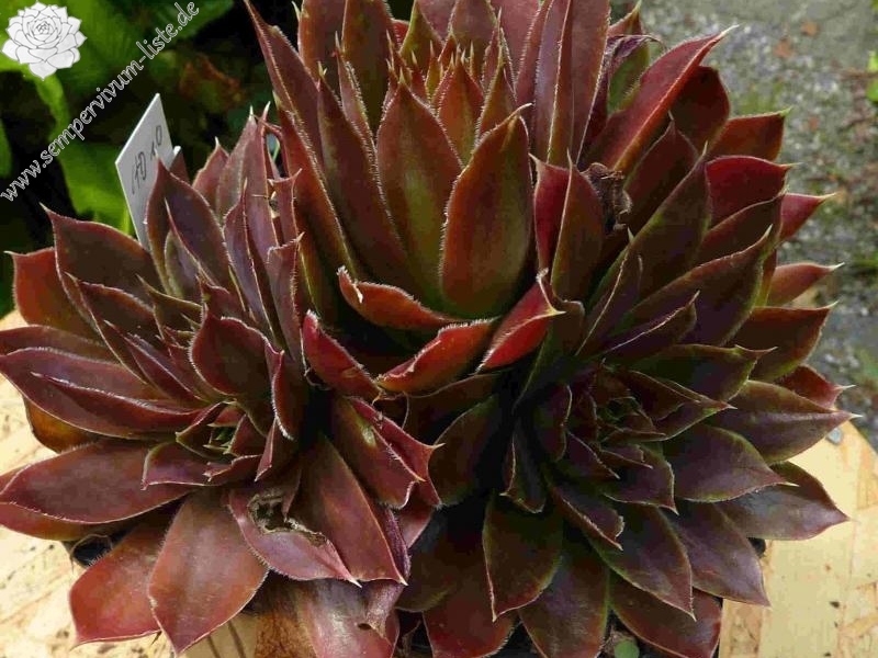 Hodi's Beauty / Jovi