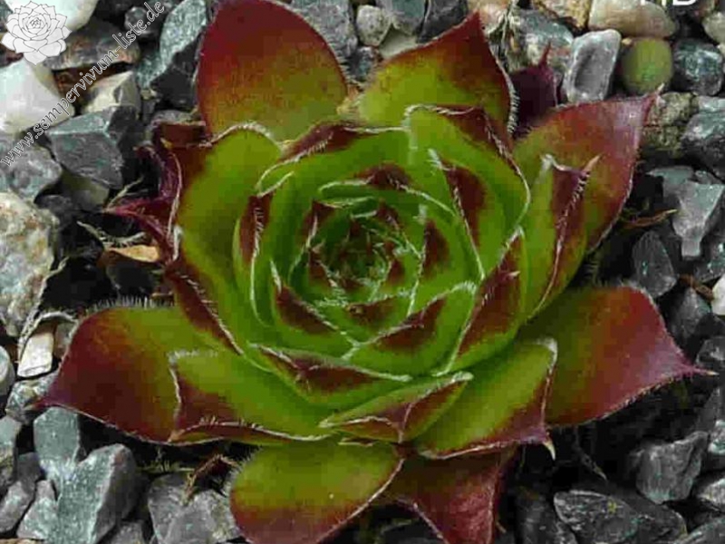 Nursery Van Delft / Jovi