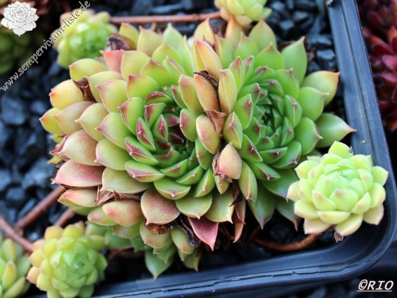 Hall's Variety