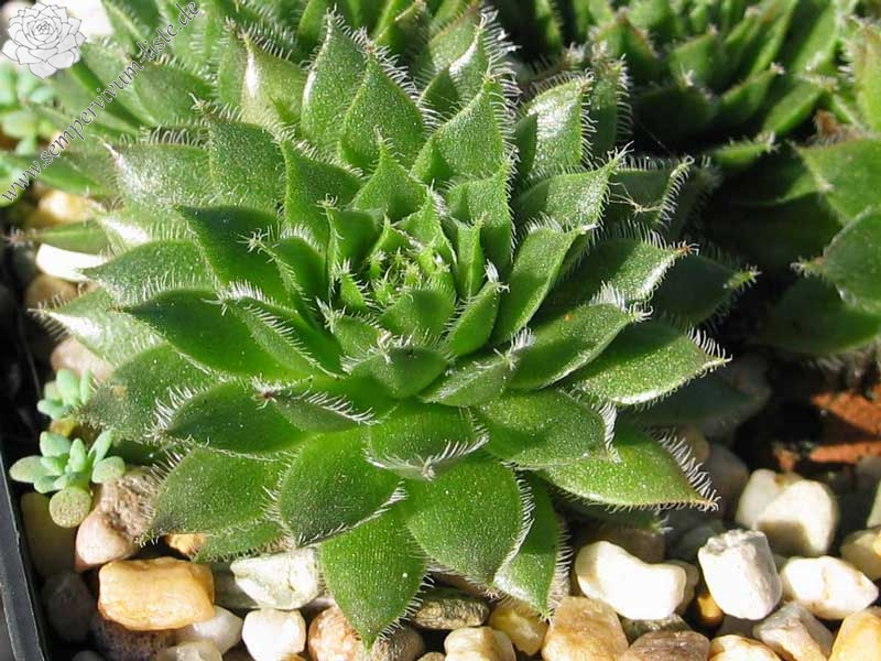 Havendijks Perfection