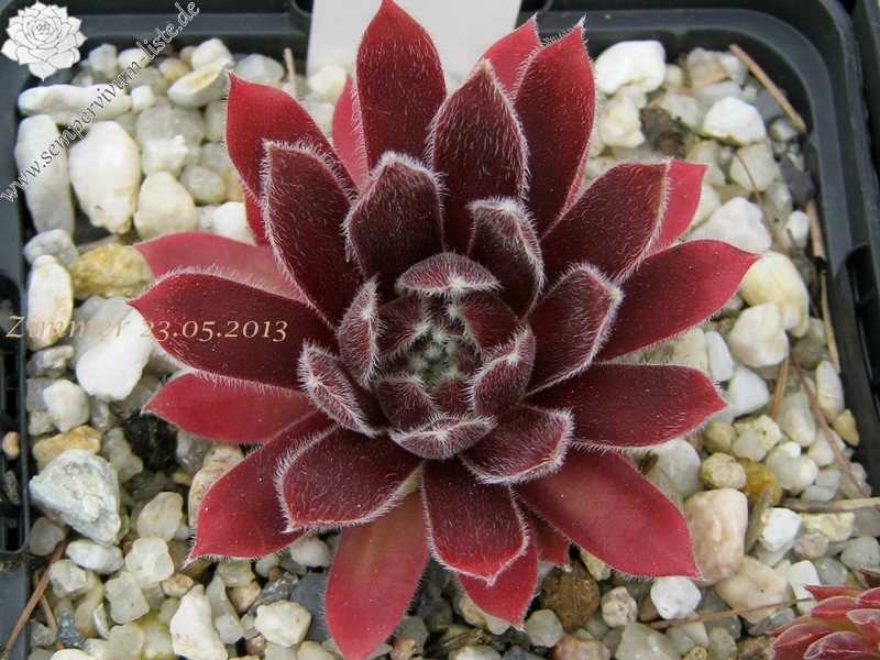 Nanja