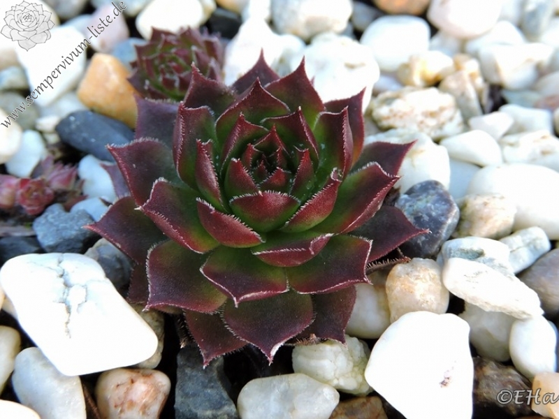 Havendijks Millenium