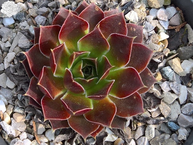 Hodi's Beauty / Jovi