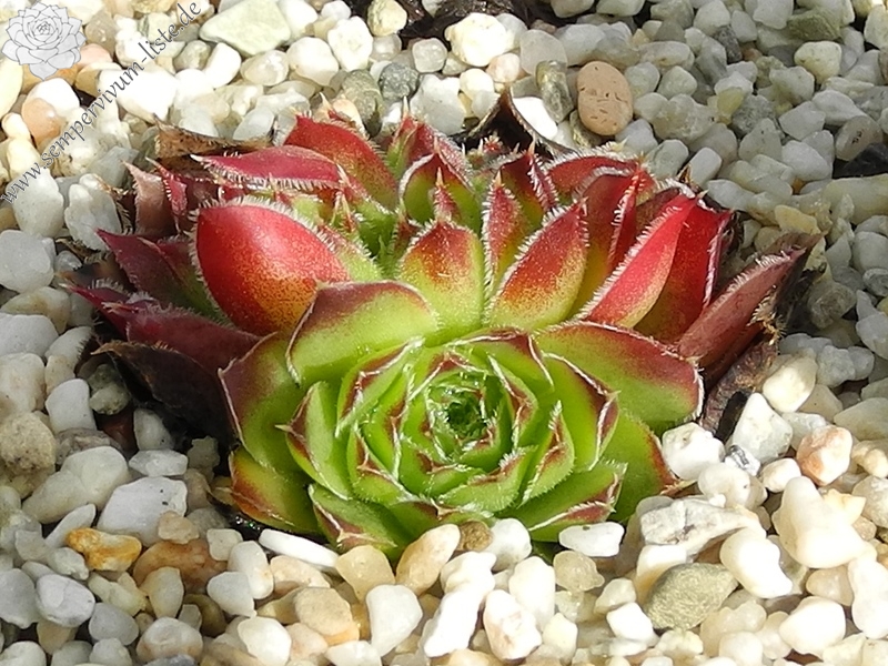 Nursery Van Delft / Jovi