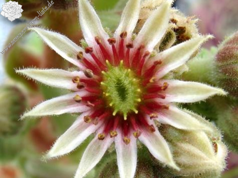 Haynaldii