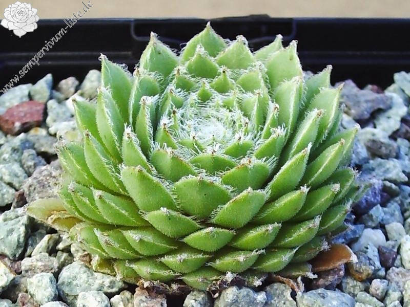 Haullauer's Seedling