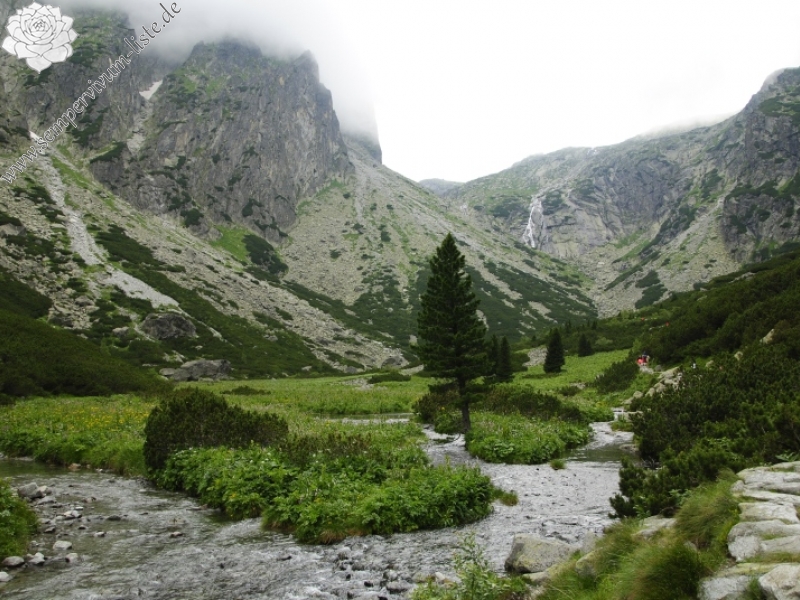 montanum ssp. carpathicum from Malý svah