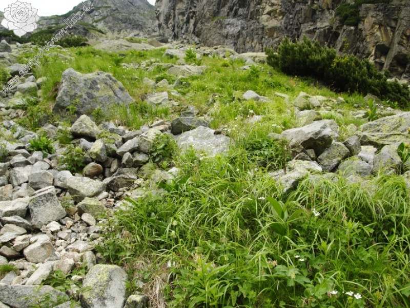 montanum ssp. carpathicum from Malý svah