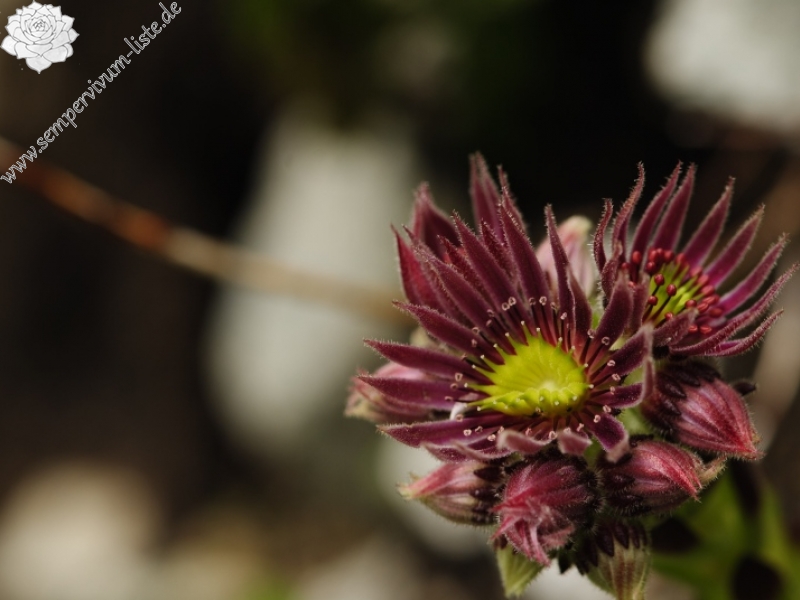 montanum ssp. carpathicum from Malý svah