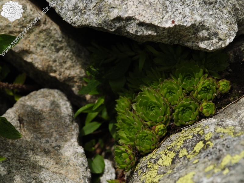 montanum ssp. carpathicum from Malý svah