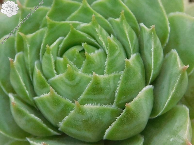 Haynaldii