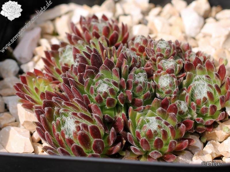 Havendijker Klausner