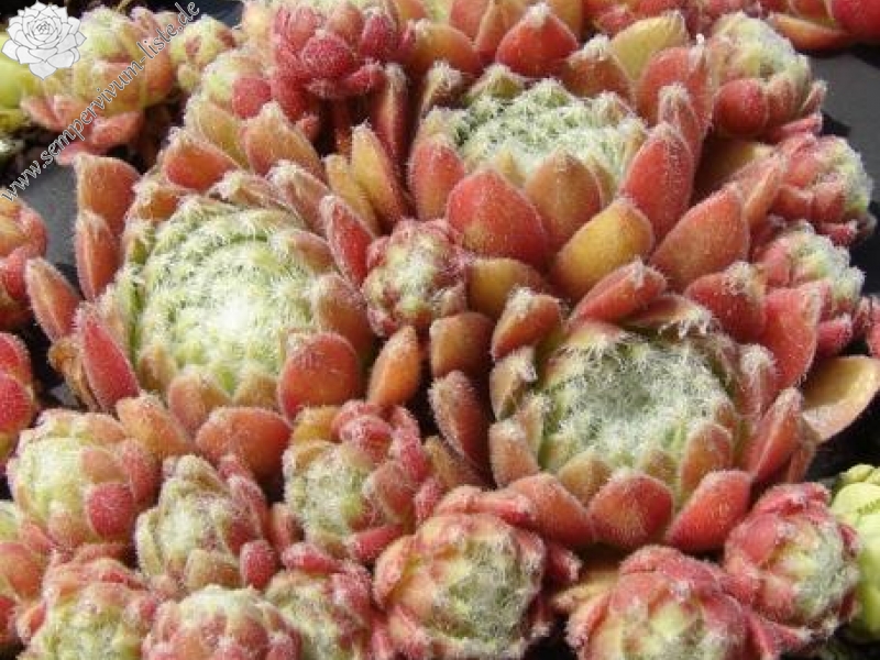 Havendijks First Web