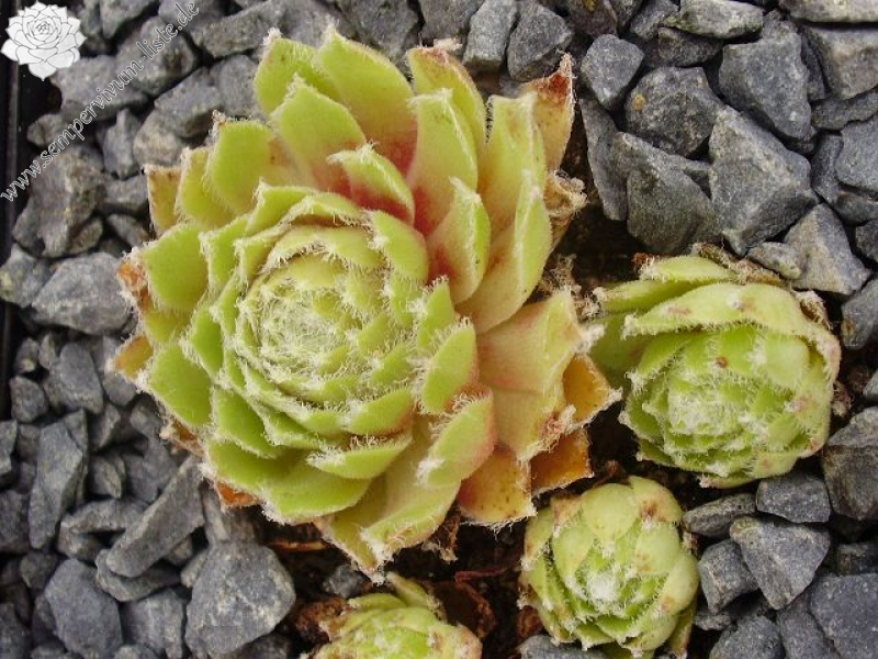 Haullauer's Seedling