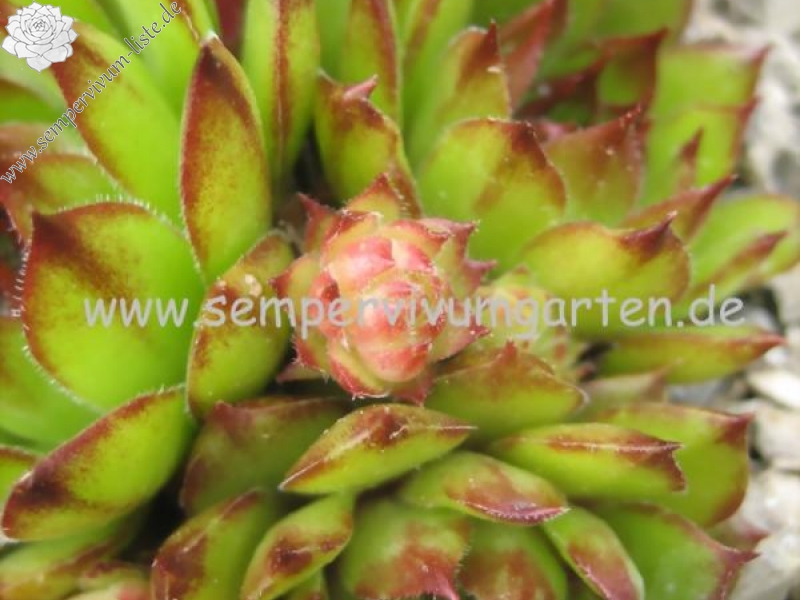 Havendijks Millenium