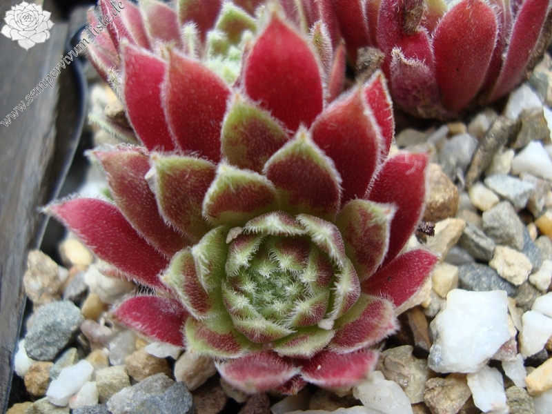 Nanja