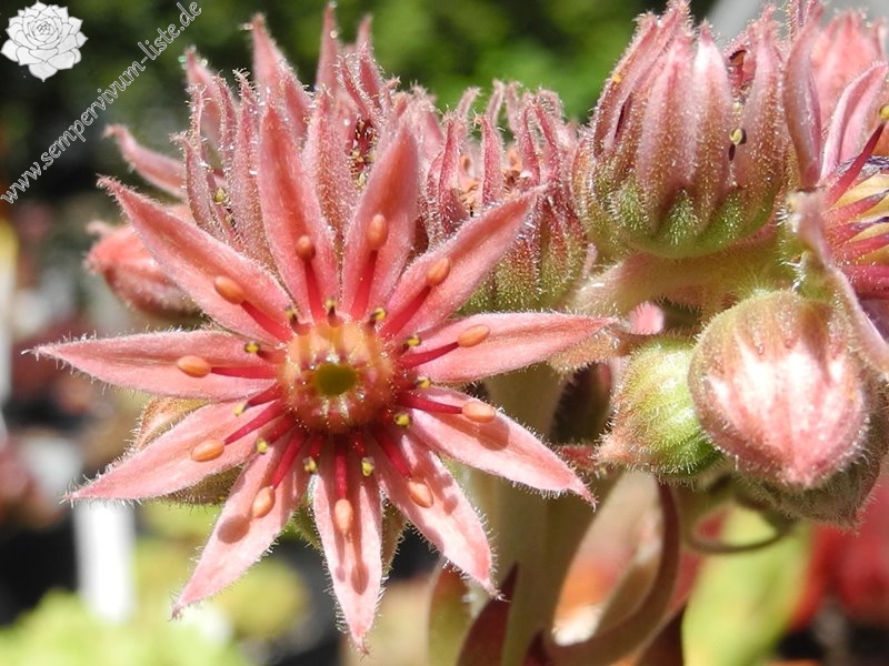 Havendijks Perfection