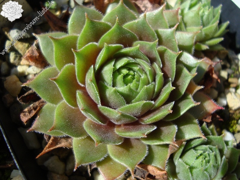 Hortulanus Smit