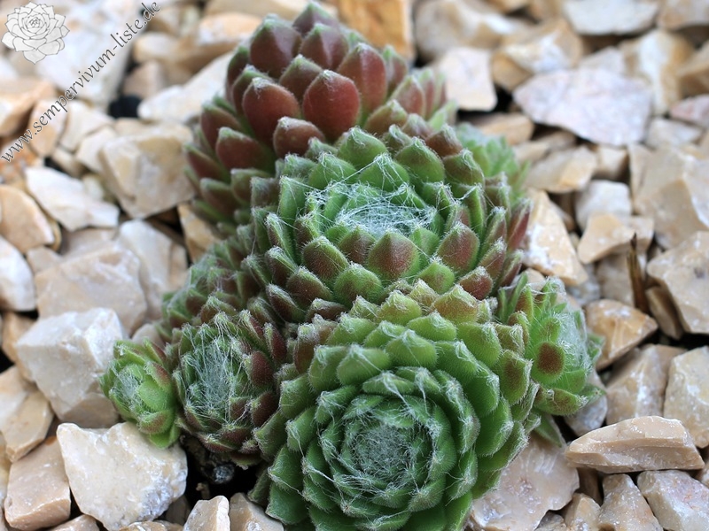 Havendijker Klausner