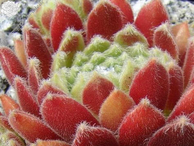 Havendijks First Web