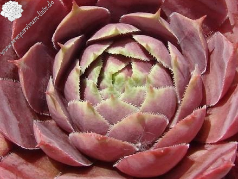 Hortense