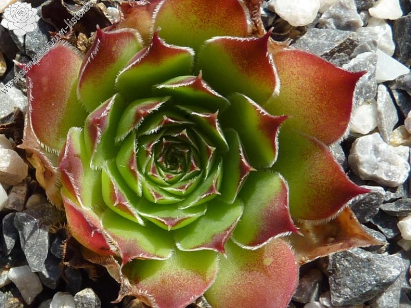 Nursery Van Delft / Jovi