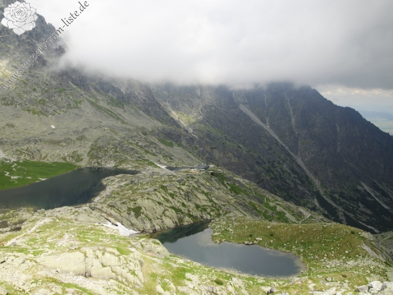 montanum ssp. carpathicum from Ľadový hrebeň
