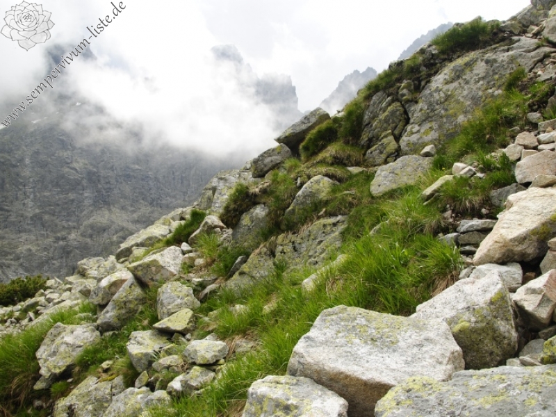 montanum ssp. carpathicum from Ľadový hrebeň