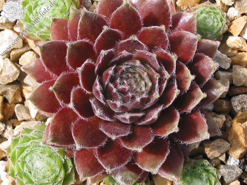 Haullauer's Seedling