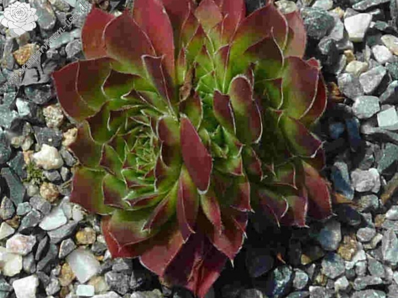 Nursery Van Delft / Jovi