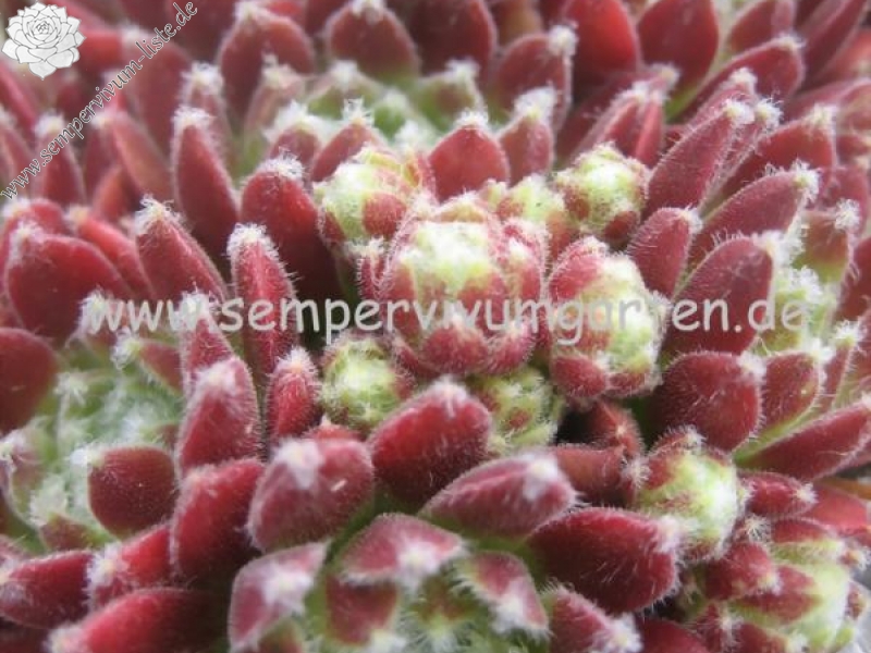 Havendijks First Web