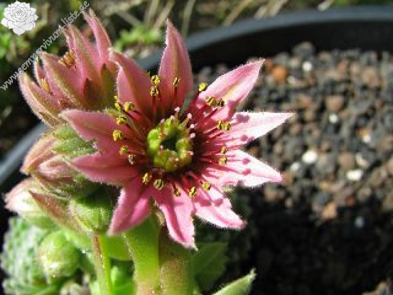 Havendijker Klausner