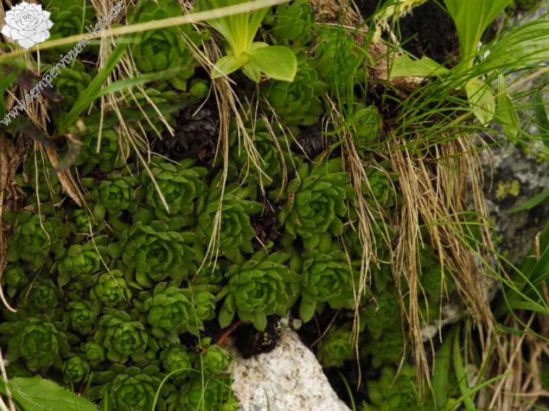 montanum ssp. carpathicum from Ľadový hrebeň