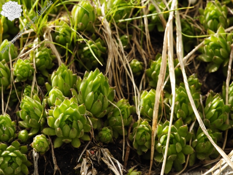 montanum ssp. carpathicum from Ľadový hrebeň