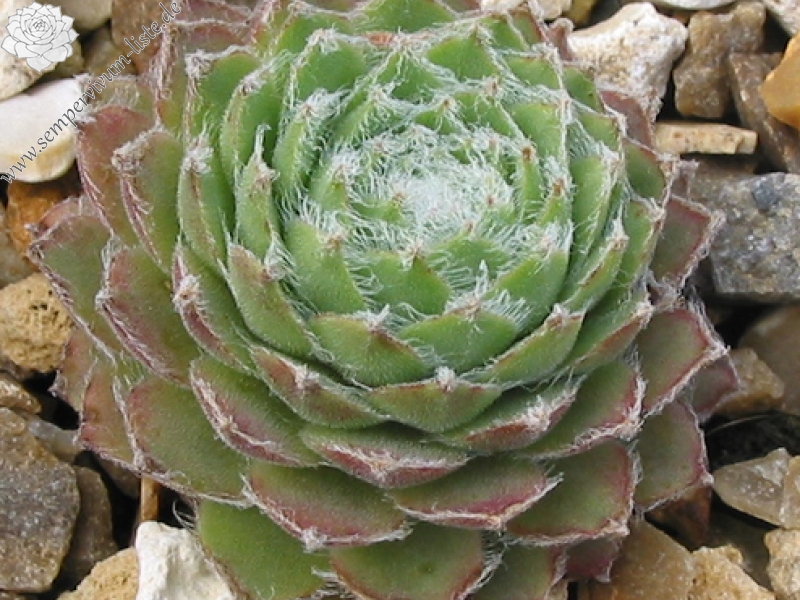 Haullauer's Seedling