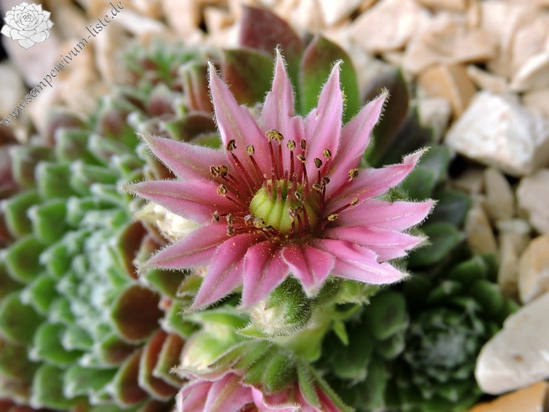 Havendijker Klausner