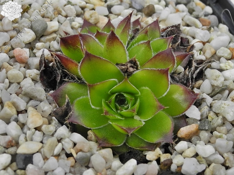 Nursery Van Delft / Jovi