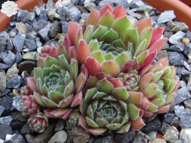 Niphetos
