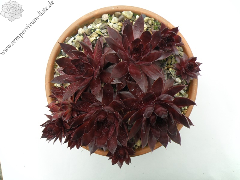 Drachenblut