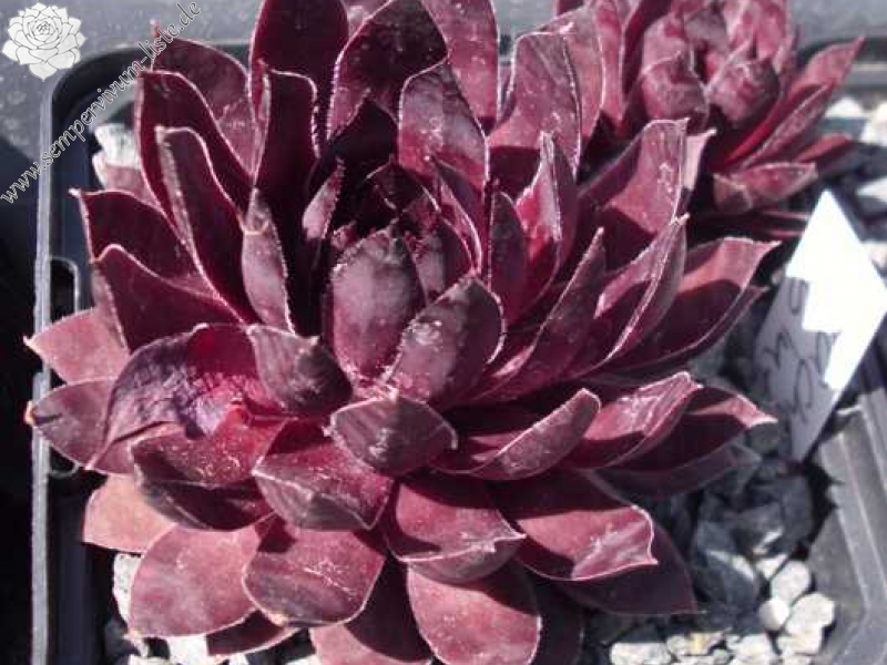 Drachenblut