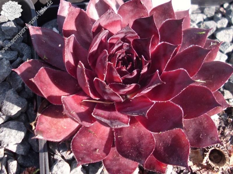 Drachenblut