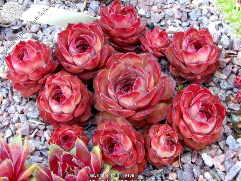 Lynn's Rose Gold